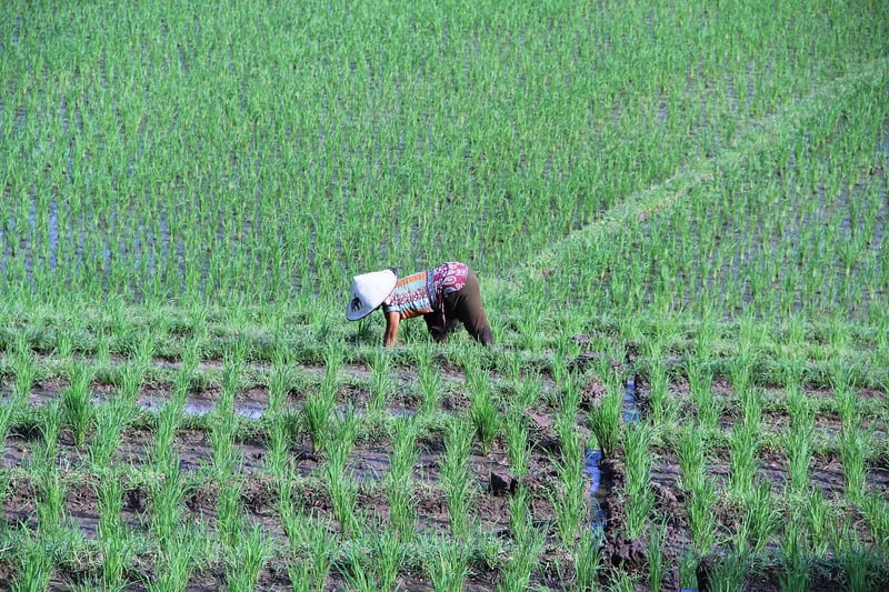 Bali Rice Terrace